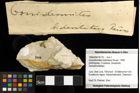 Foto (Objekt + Etiketten) von Goniodromites bidentatus (Reuss, 1858) 
